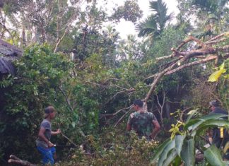 Angin Kencang Akibatkan Pohon Tumbang, Babinsa Serda Syahruddin Bersama Masyarakat Lakukan Gotong Royong