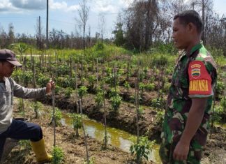 Ini yang Dilakukan Oleh Babinsa Batu Gajah Terhadap Petani Cabai!
