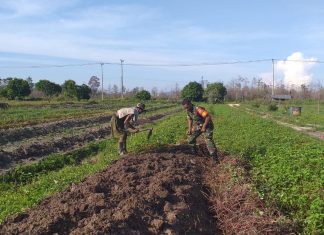 Serda Syahruddin Ingin Tanaman Ubi Jalar Wilayah Binaannya Jadi Produk Unggulan