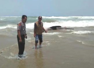 Misterius, Hiu Hitam Terdampar di Perairan Banten