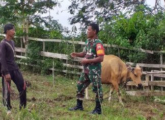 Ini yang Dilakukan Babinsa Syahruddin Terhadap Peternak Sapi Warga Binaannya!
