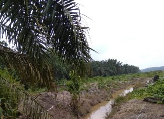 Tim Penertiban Kebun Ilegal Di Riau Sudah Terbentukan Tapi Mandul