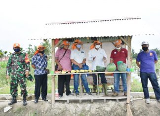 Wabup Sergai Panen Semangka Bersama Gabungan Kelompok Tani (Gapoktan) Seiya Sekata