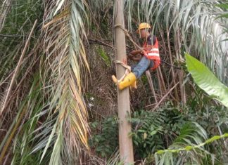 Pemadaman Listrik ,Akibat Pohon Tumbang menimpah Kabel Listrik