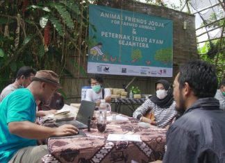 Memfasilitasi Peternak Ayam Petelur untuk Beralih Ke Sistem Bebas Kandang Baterai, Animal Friends Jogja Gelar Diskusi Kelompok Terpumpun di Yogyakarta
