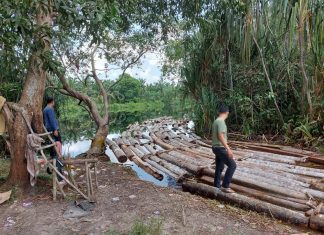 10 Ton Kayu Illegal Logging Diamankan Tim Dari Komplotan Mafia Kayu Mat Ali alias Anak Jenderal