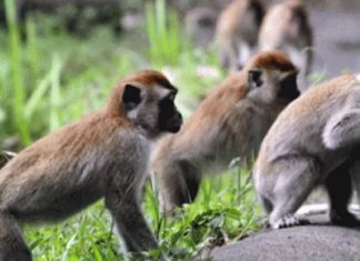 Monyet Ekor Panjang Marak Diperdagangkan, AIPOM & AFJ Desak Pemerintah Segera Melarang Perdagangannya