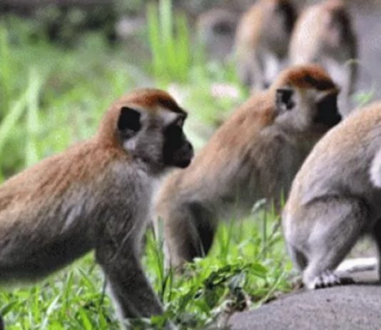 Monyet Ekor Panjang Marak Diperdagangkan, AIPOM & AFJ Desak Pemerintah Segera Melarang Perdagangannya