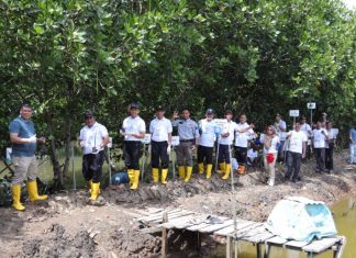 Program TJSL PLN Batam Tanam 5.000 Bibit Mangrove di Hutan Mangrove Tanjung Piayu