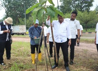 Kepala BP Batam Tinjau Pertumbuhan Pohon Kayu Jati Emas