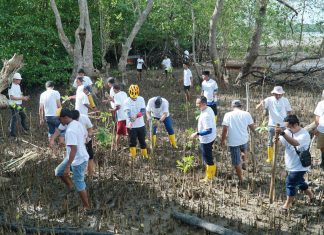 Dalam Rangka Hari Lingkungan Hidup Sedunia PLN Batam Tanam Bibit Mangrove dan Pungut Sampah di Desa Wisata Kampung Terih