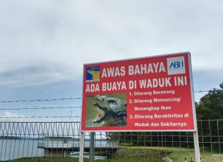 Viral Penampakan Buaya, BP Batam Imbau Masyarakat Waspada