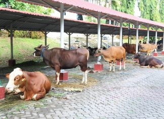 BP Batam Sembelih 14 Sapi dan 12 Kambing, Distribusikan Untuk Masyarakat Yang Membutuhkan