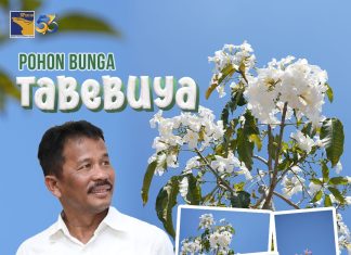 Seperti Vibes di Jepang, Bunga Tabebuya Bermekaran Sepanjang Pendestrian Batam Center