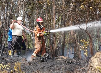Tinjau Kebakaran Hutan, Ariastuty Imbau Masyarakat Waspadai Setiap Tindakan