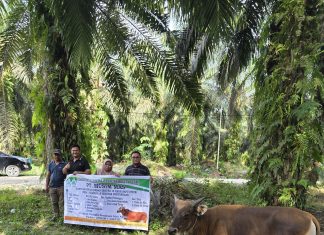 Jelang Hari Raya Idul Adha, PT Musim Mas Salurkan Belasan Hewan Qurban