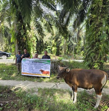 Jelang Hari Raya Idul Adha, PT Musim Mas Salurkan Belasan Hewan Qurban