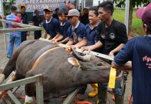 Semarak Idul Adha 1447 Hijriah, BP Batam Sembelih 33 Hewan Kurban Tingkatkan Kepedulian Sosial