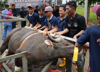 Semarak Idul Adha 1447 Hijriah, BP Batam Sembelih 33 Hewan Kurban Tingkatkan Kepedulian Sosial