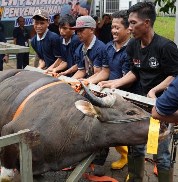 Semarak Idul Adha 1447 Hijriah, BP Batam Sembelih 33 Hewan Kurban Tingkatkan Kepedulian Sosial