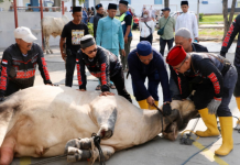 Pemko Batam Salurkan 66 Hewan Kurban, Distribusi hingga ke Wilayah Hinterland