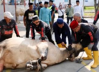 Pemko Batam Salurkan 66 Hewan Kurban, Distribusi hingga ke Wilayah Hinterland